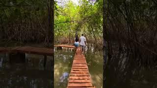 Mangrove Forest #maharashtra_gadkille #travel #fort #naturalwonder #nature #forest