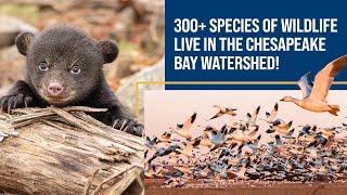 Join us in our mission to restore the lands and waters of the Chesapeake Bay watershed!