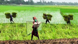 বর্ষায় গ্রামীণ জীবন || Panorama Documentary