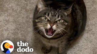 Cat Won't Stop Hissing At Her Pet Sitter | The Dodo