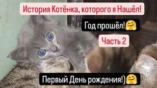 Нашёл Котёнка Год прошёл,как я её Нашёл!Часть 2. День рождения!