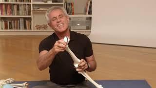 Yoga Anatomy with Tom Myers: Bones clip