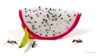 Ants vs Dragonfruit Timelapse