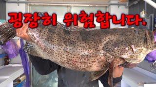 [긴급출동]이런 고기가 동해안에 왜 잡혀~??.../ A very large, high-end sea fish.