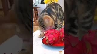 Hilarious Animal Moments | Funny Pets Compilation #cat #funny #funnypetvideos