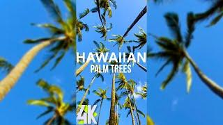 2 HRS Tranquility of Hawaiian Beaches - 4K Relaxing Ocean Waves, Tropical Birds Songs & Palm Trees