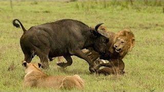 Documentary lion: enraged buffalo vs lion - Animal Film genre