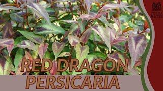 Unveiling the Allure of RED DRAGON PERSICARIA | garden gem spotlight! (Persicaria microcephala)