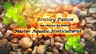 Master Aquatic Horticulturalist's Best Substrate - Substrate 101