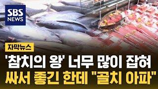'참치의 왕' 너무 많이 잡혀…싸서 좋긴한데 "골치 아파" (자막뉴스) / SBS