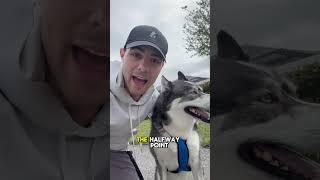 My husky demands a run! #dog #dogs #husky #huskies #cute