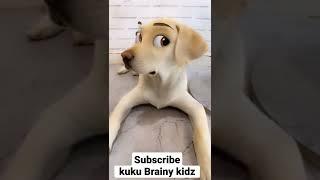 Funny dog | More videos subscribe kuku Brainy kidz