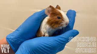 92 guinea pigs cared for by one animal rescue centre! The Guinea Pigs' Story