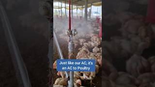 We Call Them As Foggers! Poultry AC