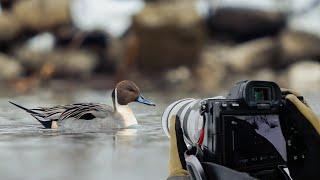 POV Wildlife Photography | Birds of the Harbour