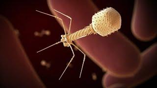 Canadian trial successfully uses phage therapy to stop life-threatening UTI caused by superbug