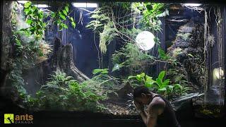 A Major Crisis Hit My Giant Rainforest Vivarium and I Have to Go Away