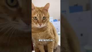 【貓咪叫不苦】這下都能分清楚不苦和不甜的區別了吧！