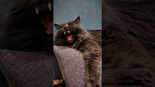 КОТ ПО ИМЕНИ ПЁС! ТЫ ЕГО НЕ ЗНАЛ #котики #смешныекоты #cats #пёся #котопёся