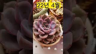 다육이 오리온 2년 성장과정^^ 2년만에 묵은둥이로 다져진 다육이 #오리온 #늘해랑다육이야기 #shorts