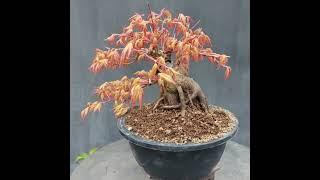 Sumo Shohin Acer Katsura Japanese Maple Bonsai Tree