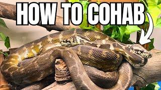 Reptile Cohabitation - How to Guide from Experts