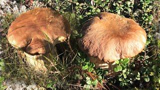 MUSHROOM FORAGING!!! FUNGHI PORCINI! KING BOLETE! Cèpe! Cep! Steinpilz! Boletus edulis. ASMR. Suomi.