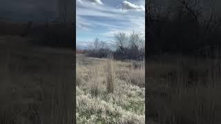 Old Geezer’s Trail Guides Two Deer with No Map #trending #shorts #youtubeshorts