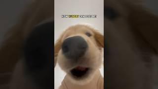 How hungry can dogs be?  #goldenretriever #pets #doggy