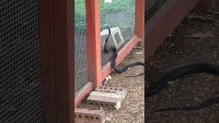 Snake in our chicken coop