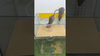 Homemade trap/Top videos about the world's best homemade mouse traps #rat #mouse