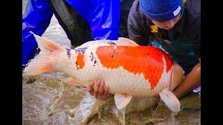 Inside the Secret World of Koi (Documentary)