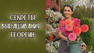 САД в СЕНТЯБРЕ! Как выращиваю георгины #милыйдом