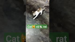 pet cat fighting #shoorts #shoorts #catsvideo