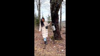 How maple syrup is made 