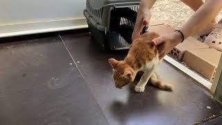 We Rescued Two Cats from the Street! One of them has 3 Legs- Takis Shelter