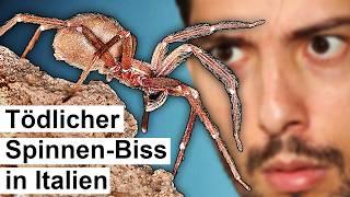 2 Tote durch Spinnen-Biss in Europa! Biologe klärt auf