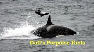 Dall’s Porpoise Facts