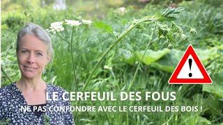 Le cerfeuil des fous - ne pas confondre avec le cerfeuil des bois !