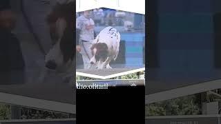 現地オリジナル動画！デコピンがドジャースタジアムのスクリーンに登場‼️伝説の瞬間と題して大谷翔平選手との始球式の様子が。何度見ても凄い瞬間。#decoy #dekopin#dodgers#ohtani
