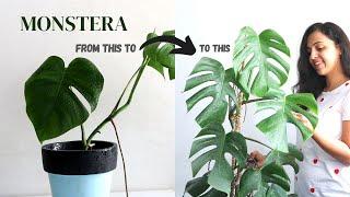 5 Reasons Why Your Monstera is Not Growing | How to Care for Monstera