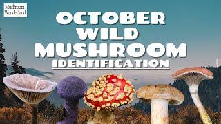 October Wild Mushroom Identification 2024