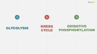 How do metabolism and ATP production work?