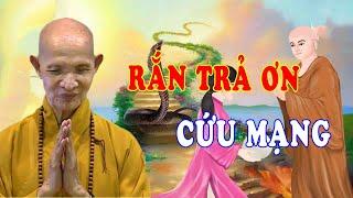 Con Rắn Trả Ơn Cứu Mạng - Chuyên Tâm Linh Thầy Thích Giác Hạnh Kể