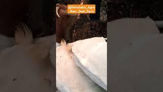 #shelipalan #goat #boergoatfarm #agriculture #business #shetkari #viralvideo #viralreels #farming