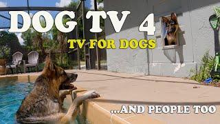 Dog TV 4: For Dogs and Some People: A dogs life