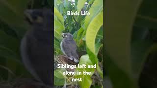 Birds life, alone and ready to fly #birdsofaustralia #nature #birdlovers #wildlife #australianature