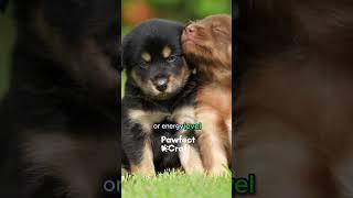 Can Your Dog Recognize Her Own Breed?