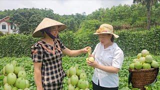 Harvest melons, bring them to the market to sell, then return to weed around Ly Phuc Ca farm