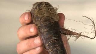 René Redzepi makes the signature Noma dish: Vintage carrot and camomile